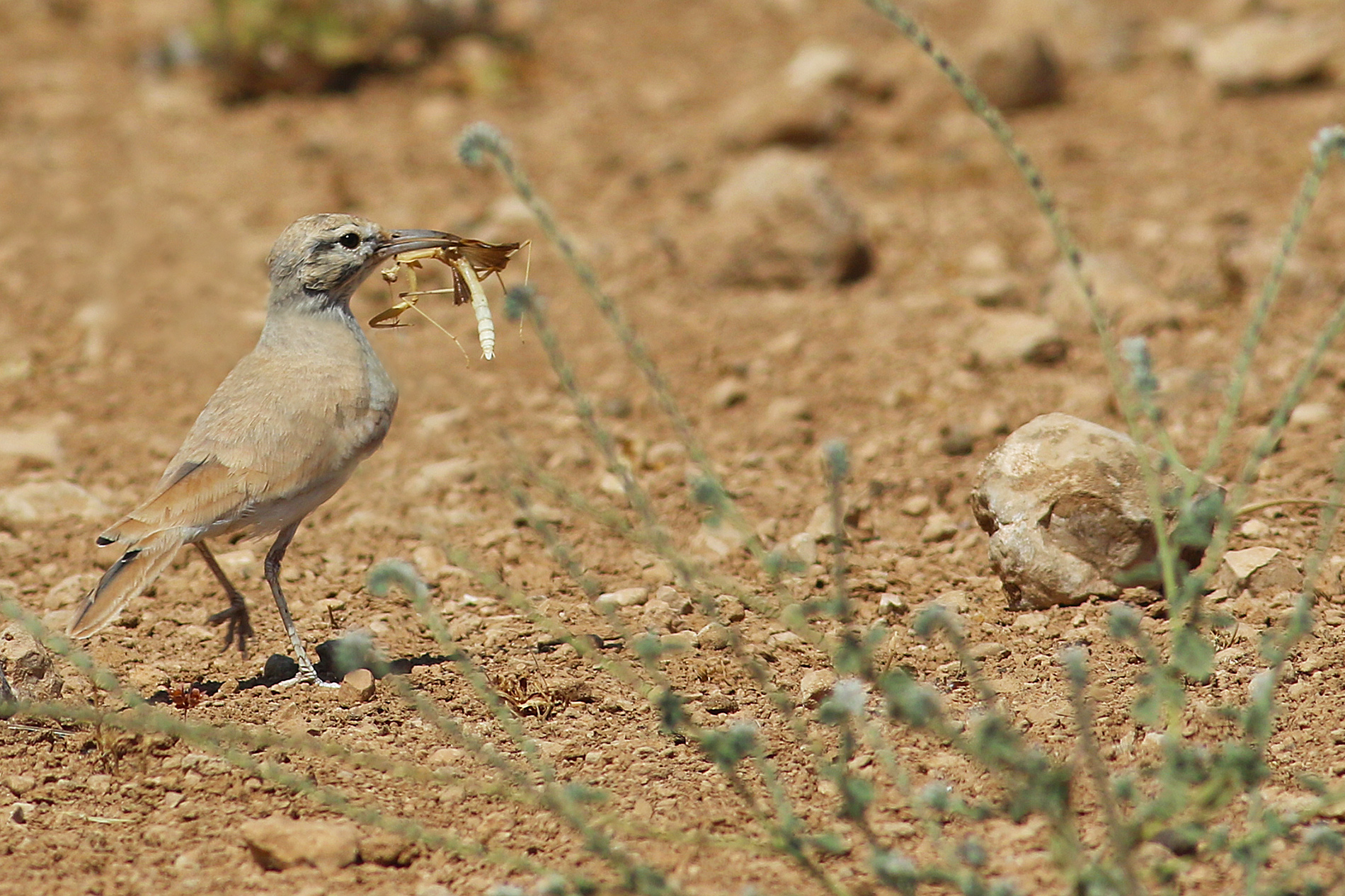 Greater Hoopoe-Lark